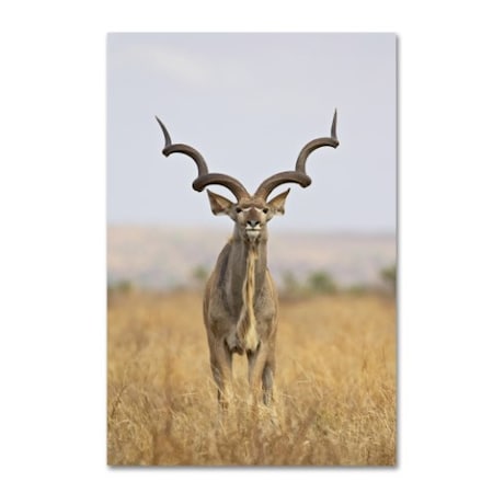 Robert Harding Picture Library 'Antelope' Canvas Art,16x24